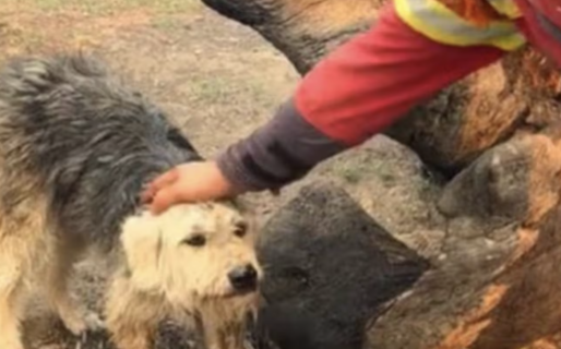 Imágenes que duelen: rescataron a un perro atado en medio de los incendios en Puerto Patriada